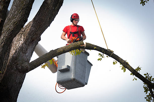 Best Root Management and Removal  in Weldon, NC