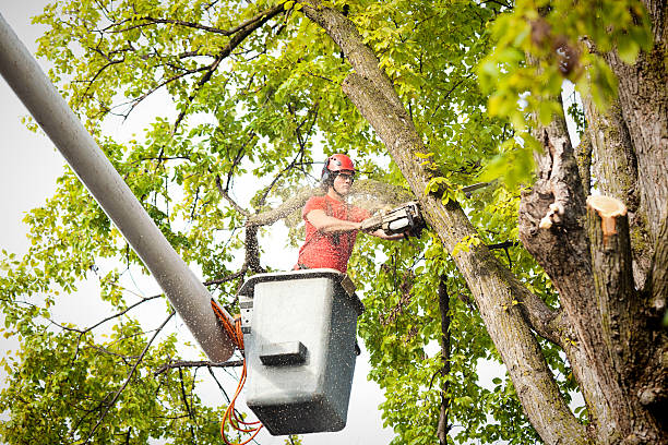 Trusted Weldon, NC Tree Removal Experts