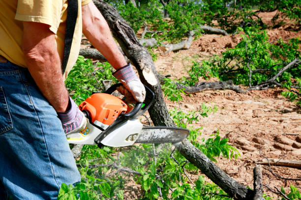 Best Seasonal Cleanup (Spring/Fall)  in Weldon, NC